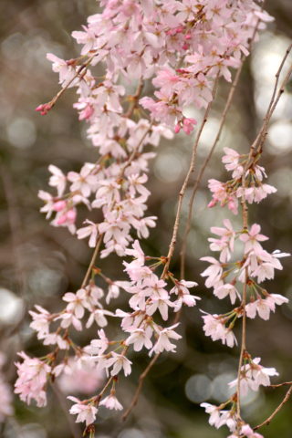 枝垂桜